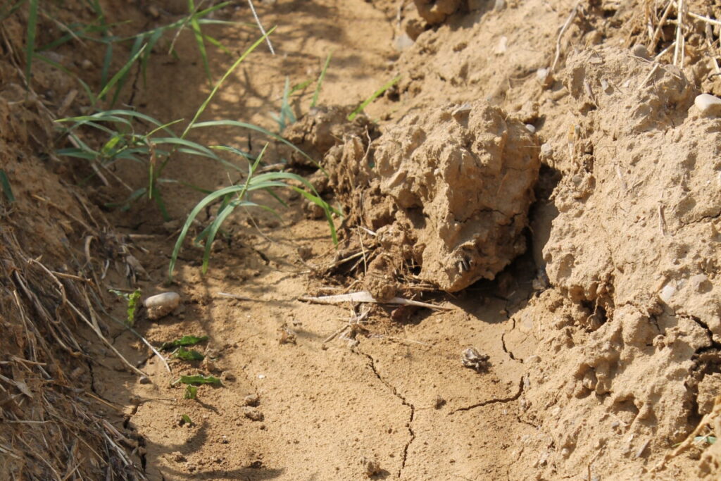 vineyard soil la torre alle tolfe chianti colli senesi