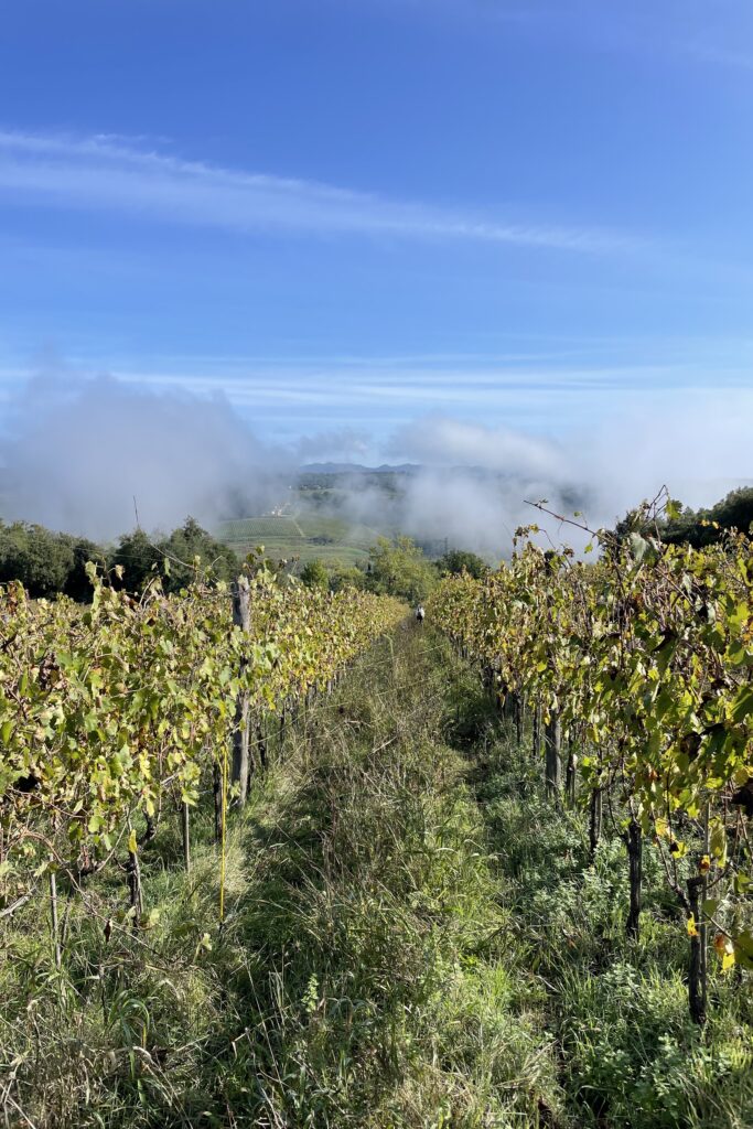 La Torre alle Tolfe vineyard on foggy morning in Chianti Colli Senesi