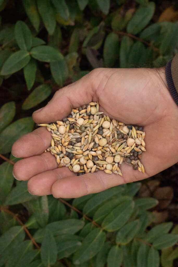 CoverCropSeeds