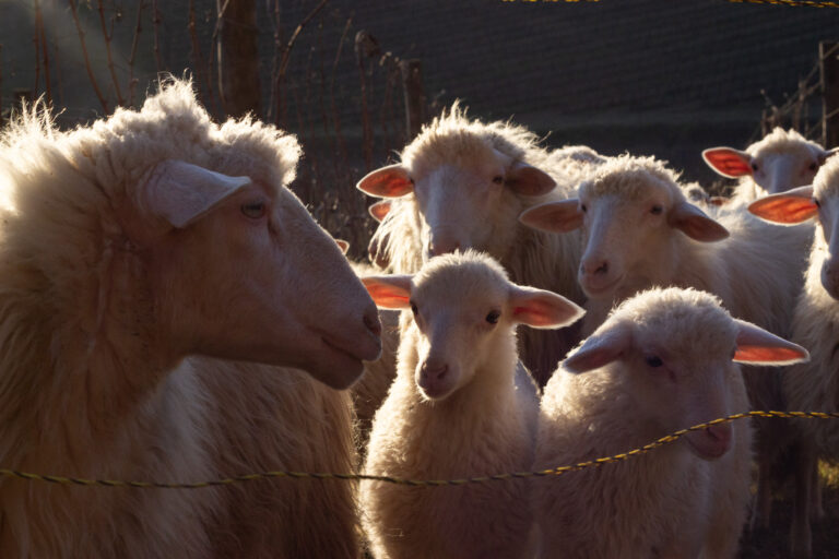 Sheep in the Vineyard at La torre alle Tolfe in Chianti Colli Senesi Tuscany