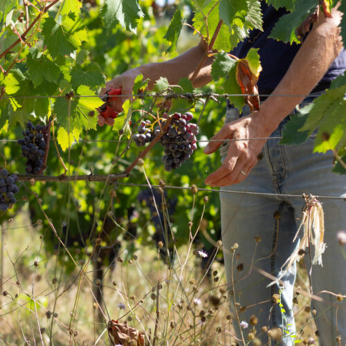 vendemmia raccolta a mano toscana