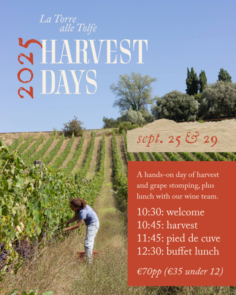 Wine grape harvest tuscany 2025